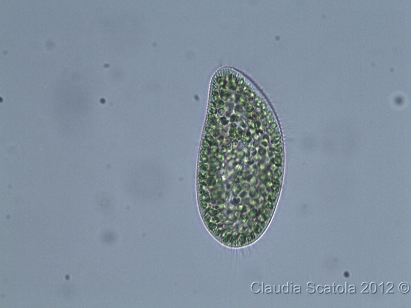 Paramecium bursaria